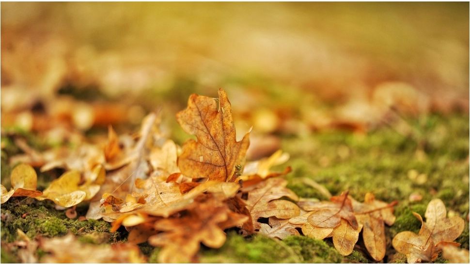 Motivul pentru care nu trebuie să arunci frunzele de toamnă la gunoi. Greșeala pe care majoritatea românilor o fac 