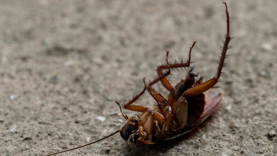 Electrocasnicul care atrage gândacii de bucătărie! Ce trebuie să faci pentru a evita invazia acestor insecte