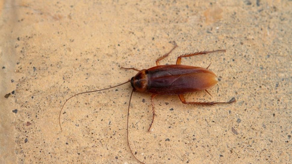 Ce înseamnă dacă ai gândaci de bucătărie în casă? Interpretări spirituale suprinzătoare
