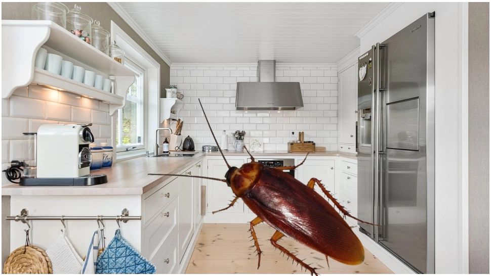 Electrocasnicul care îți poate umple casa de gândaci. Este nelipsit din casele românilor 