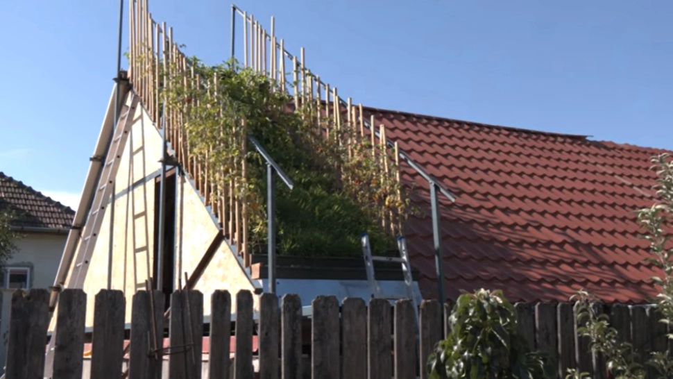 Românul care crește legume pe acoperișul casei. „Sunt chiar încântat, nu e un lucru rău”