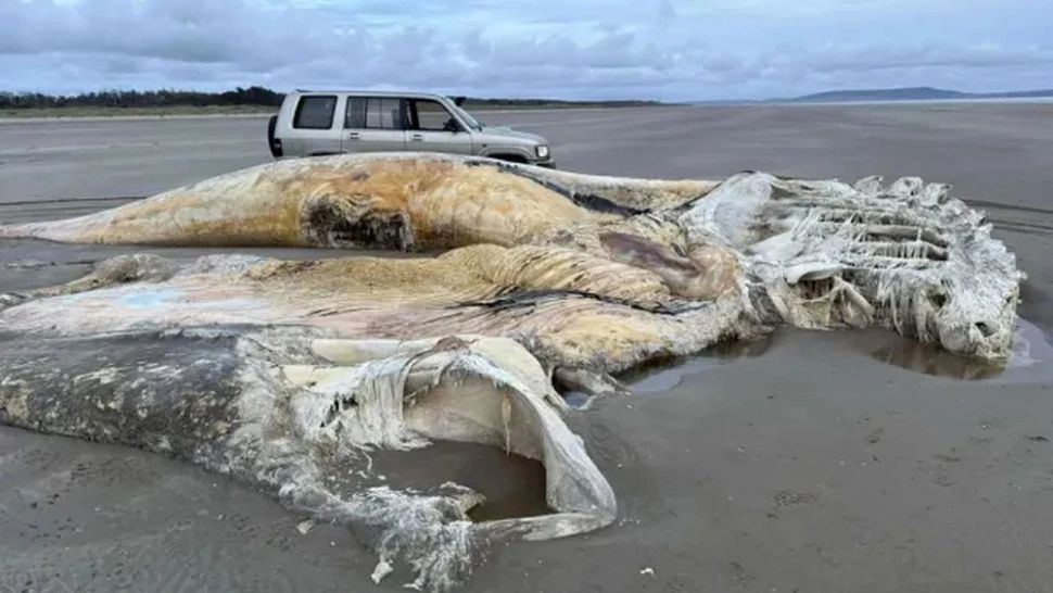 Creatură marină uriașă, eșuată pe o plajă. Localnicii au rămas șocați de descoperire