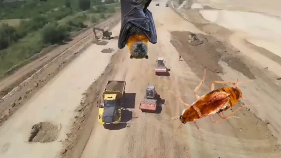 ONG-urile de mediu, proiecte strategice blocate la ordin. Cum au întârziat gândacul cafeniu și coloniile de lilieci lucrările de infrastructură 