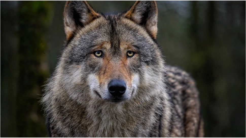 Panică pe o plajă din Halkidiki. O fetiță în vârstă de 5 ani a fost atacată de un lup