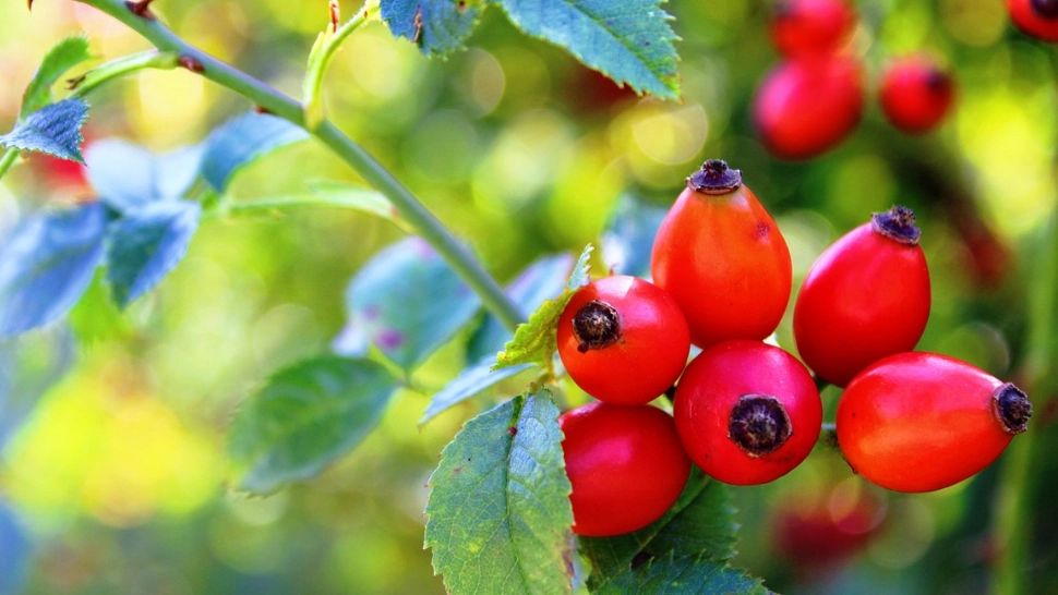 Planta medicinală a lunii septembrie cu beneficii remarcabile pentru sănătate