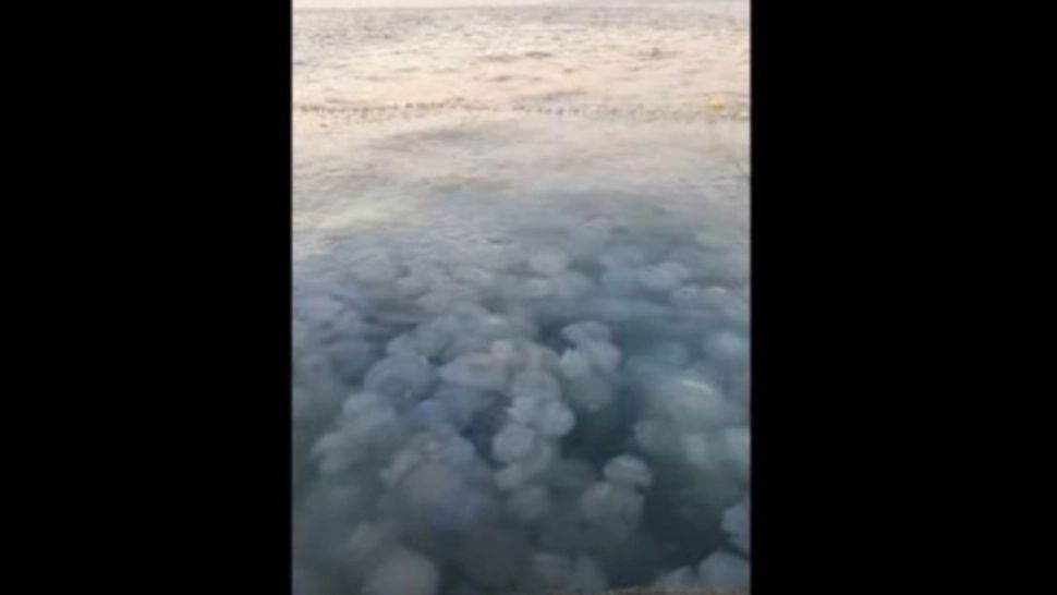 Invazie de meduze uriașe în Portul Agigea! Pescarii au găsit plasele pline - FOTO/VIDEO