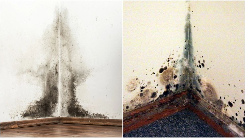 Top 4 lucruri de care trebuie să scapi ca să previi apariția mucegaiului și a umezelii. Avertismentul specialiștilor 