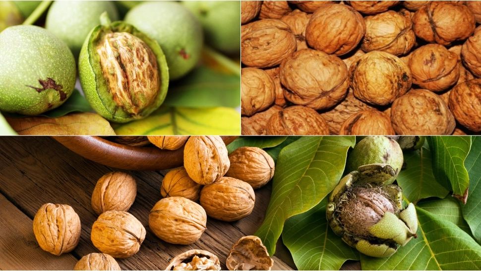  Motivul pentru care nucile sunt considerate „otrava tăcută”. Semnele pe care majoritatea oamenilor le ignoră 