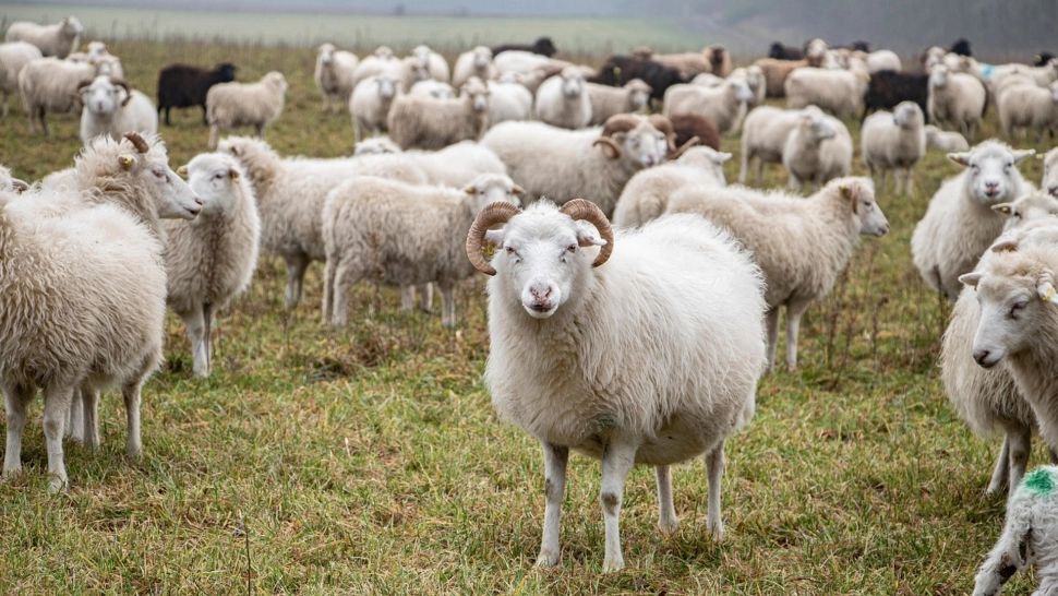Focar de antax la o fermă de capre și oi din Vrancea. Proprietarul animalelor, internat în spital