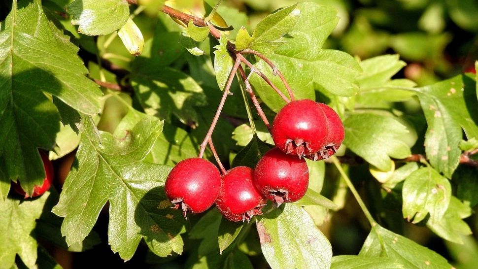 Fructul de toamnă care ajută la calmarea stresului și la reducerea tensiunii arteriale