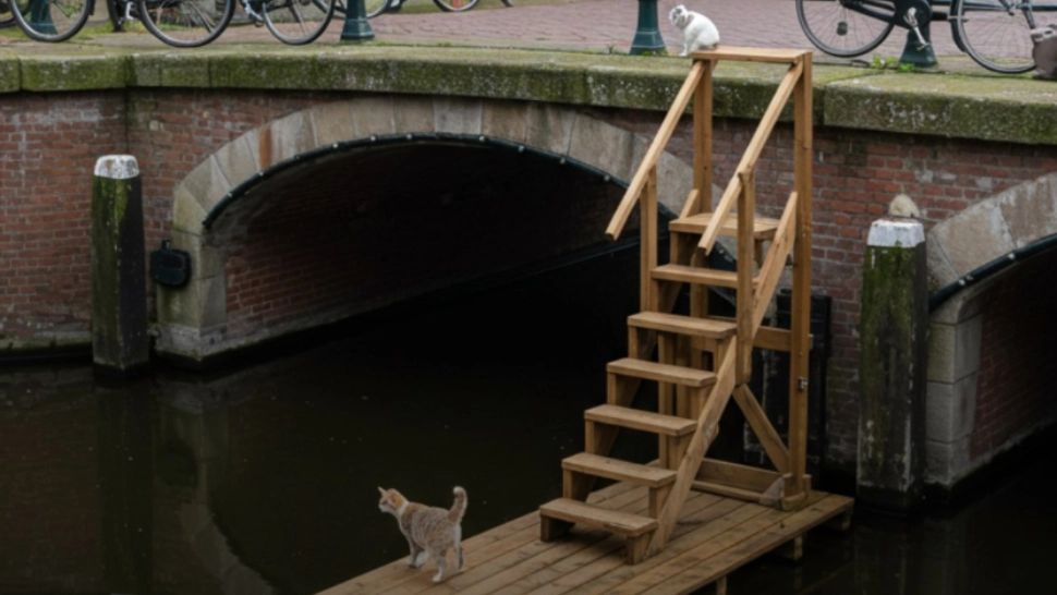 Orașul care a cheltuit peste 100.000 de dolari pe scărițe pentru pisici, ca să nu mai cadă în canale