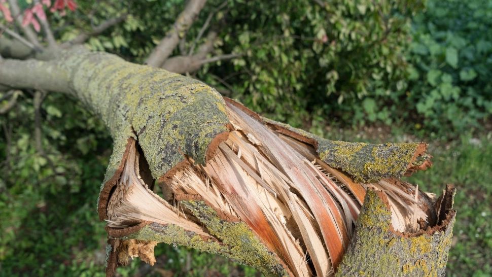 Vântul puternic face ravagii: copaci doborâți în curtea Liceului cu Program Sportiv Iași. Mai multe județe se află sub avertizare meteo