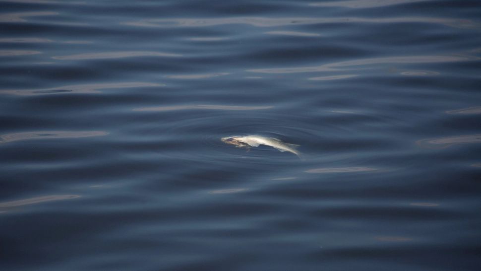 Rămășițe umane, descoperite într-o baltă cu pești din Timiș: poliția a deschis dosar penal