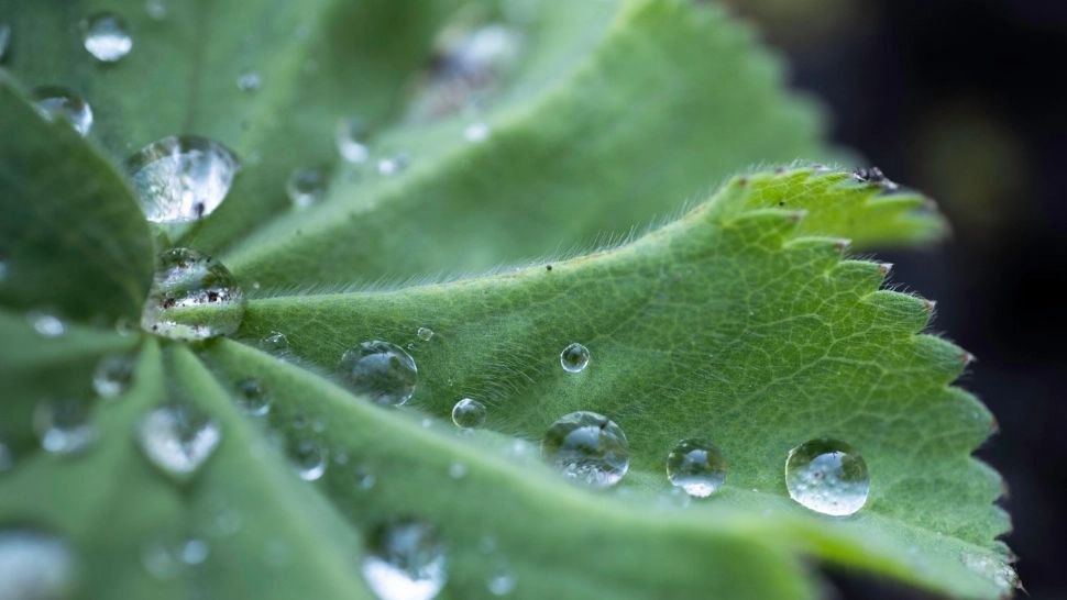 Ce efect are apa minerală carbogazoasă asupra plantelor? Noua tendință în grădinărit este tot mai populară