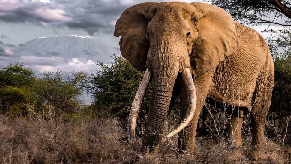 Care este sensul expresiei „elefantul a murit la Iași”?