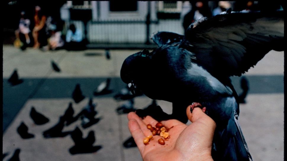 Caz șocant la Iași. O femeie este cercetată de poliție după ce a prins un porumbel și l-a mâncat 