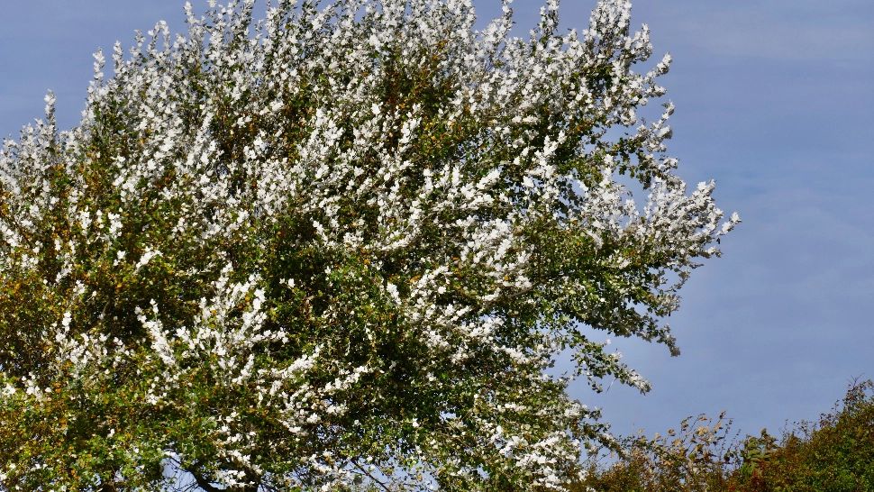 Alertă meteo! Vânt puternic și rafale de până la 100 km/h, până duminică seara: HARTA cu zonele vizate