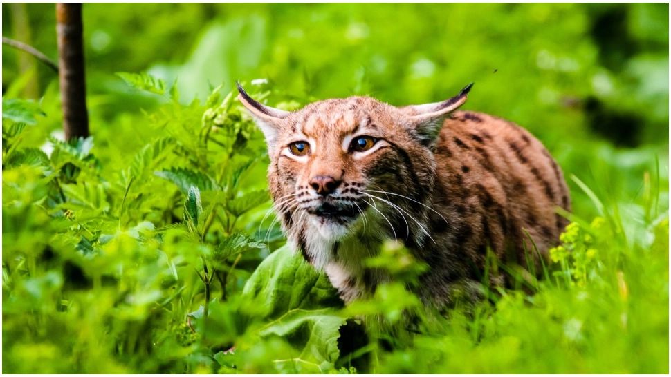 Copil în stare gravă, după ce a fost mușcat de un râs în curte. Minorul are răni în zona feței și a capului