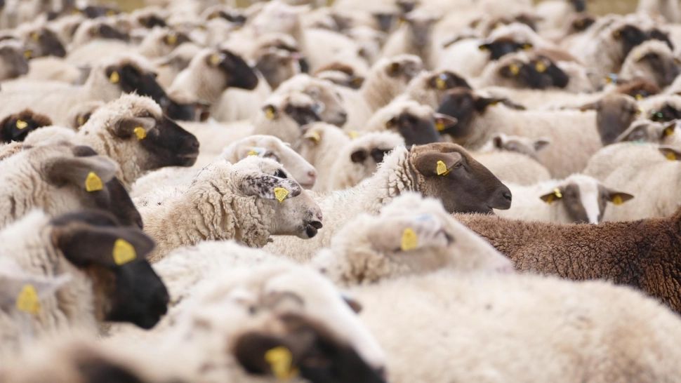 Crescător de oi din România, trimis în judecată de Parchetul European pentru fraudă de 2,2 milioane de euro