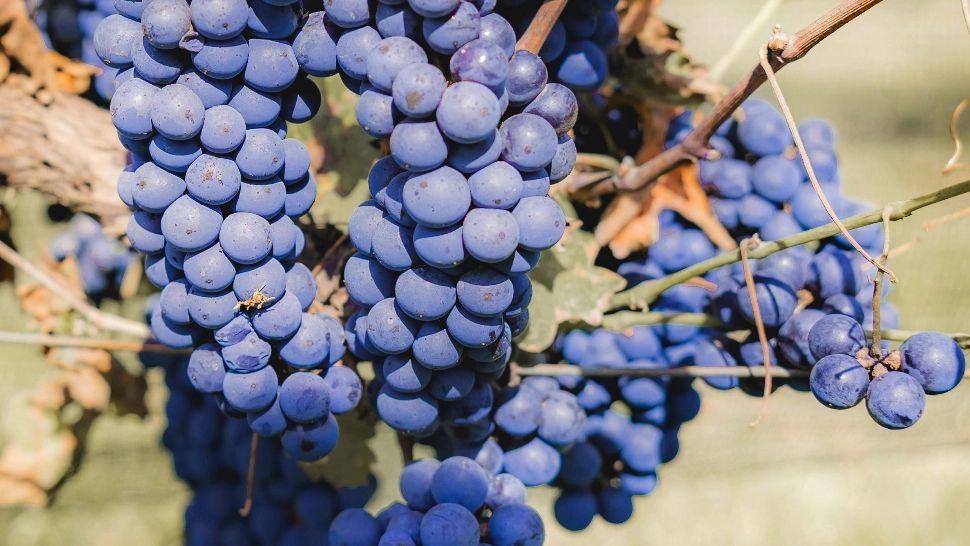 Dulceață de struguri negri. Rețeta fără zahăr