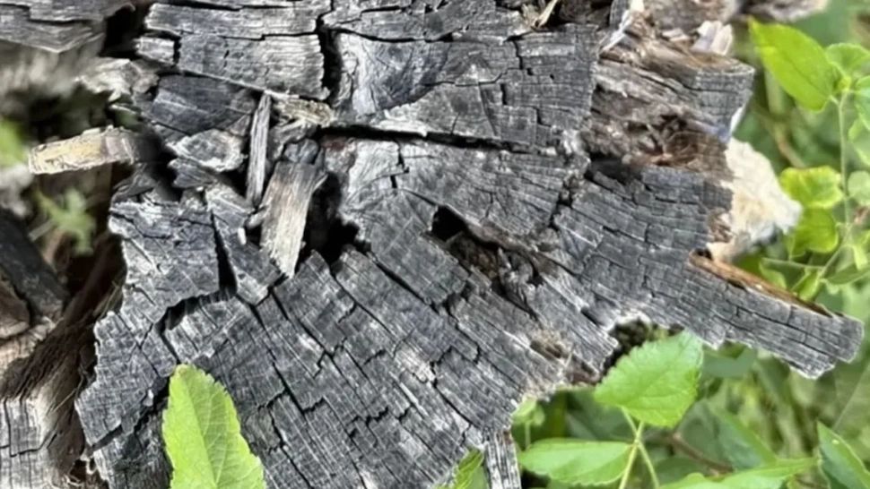 Testul IQ care face furori pe internet: poți găsi păianjenul ascuns în imagine?