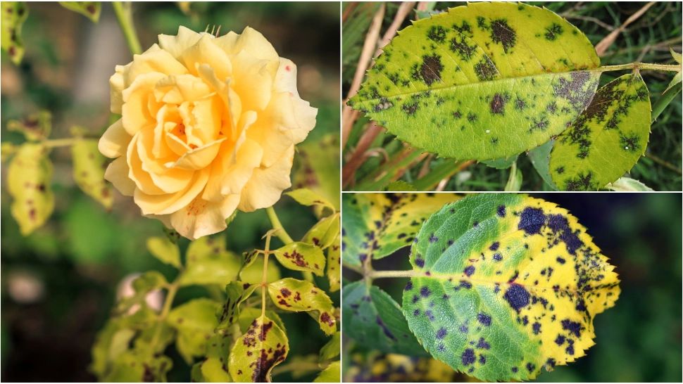 Trucul care elimină petele negre de pe trandafiri. Grădinarii cu experiență îl folosesc în fiecare toamnă 