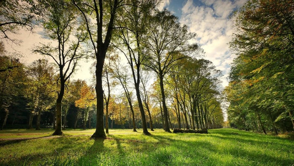 Planta interzisă toamna în România. Puțini știu că este protejată prin lege și amenzile sunt uriașe