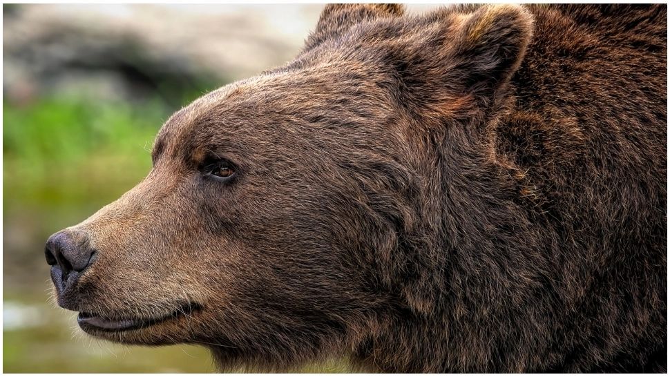 Alertă de urs la mai puțin de 20 de kilometri de Târgoviște. Autoritățile au tremis mesaj Ro-Alert