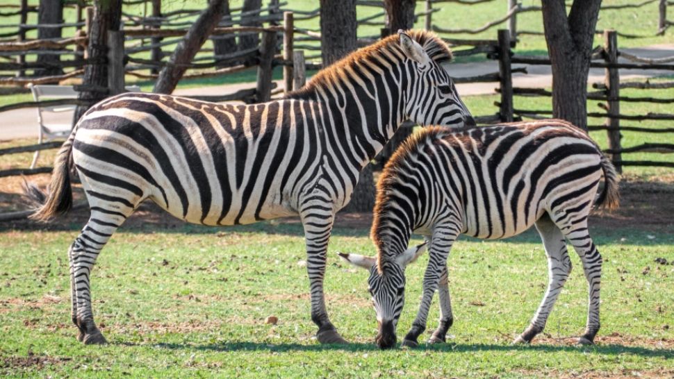 Cele mai ridicole experimente ale oamenilor de știință, premiate la Ig Nobel 2025: laptele cu usturoi și vacile vopsite în dungi