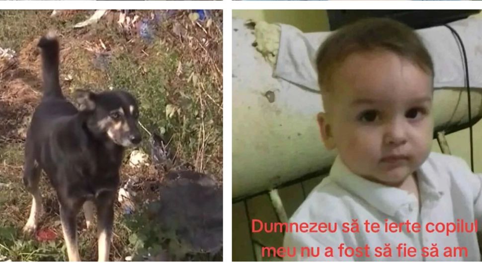 Tragedie în Vrancea: un copil de trei ani, găsit mort într-un canal. Micuțul a fost atacat de 8 câini în drum spre bunica sa
