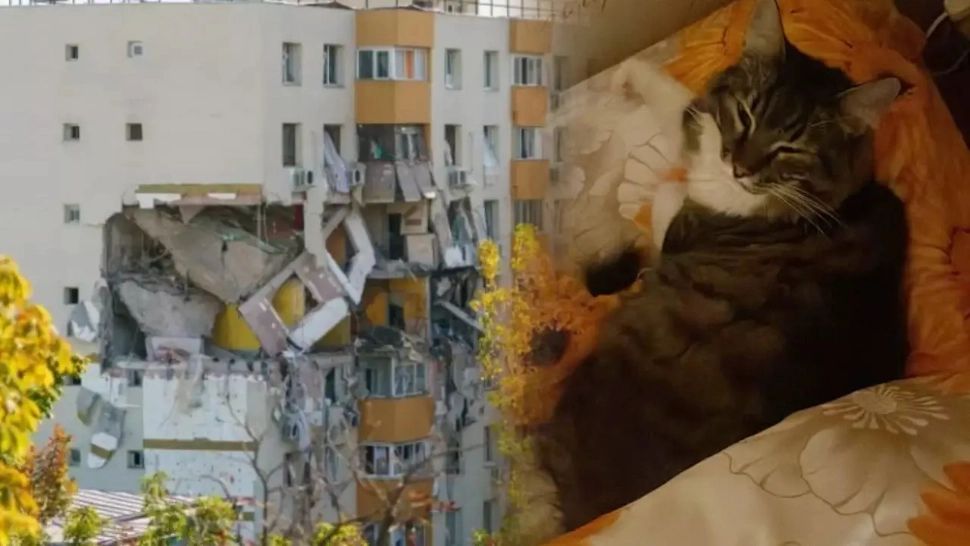 Motanschy, eroul din Rahova. Operațiuni impresionante pentru salvarea animalelor de companie rămase în blocul distrus de explozie