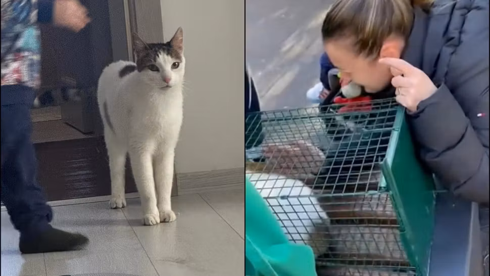 Tomiță, motanul din Rahova, a fost salvat! Revedere emoționantă cu stăpâna după explozia tragică