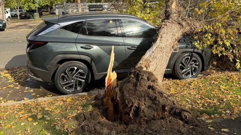 Copac prăbușit pe Șoseaua Nordului din cauza vântului puternic. Deși e soare și cald în Capitală, rafalele creează probleme