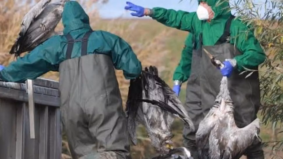 Mii de cocori găsiți morți lângă Berlin. Gripa aviară face ravagii în întreaga Europă. Cât de pregătită este România?