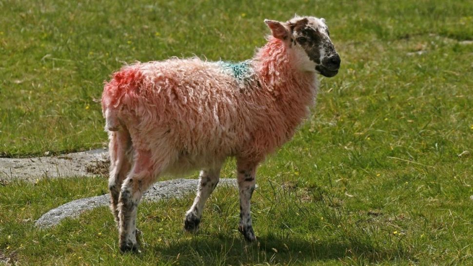 Oaia cu lână roz, creația Stațiunii de Cercetare Popăuți, Botoșani, uimește lumea și va fi omologată anul viitor