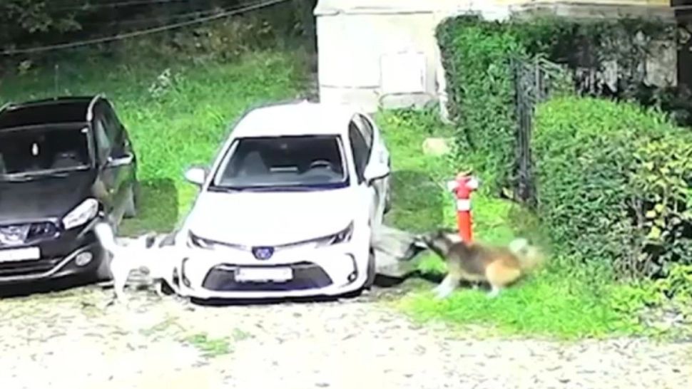 O haită de câini a făcut prăpăd într-o parcare: o mașină, distrusă aproape complet