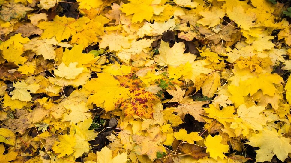 Vremea joi, 16 octombrie 2025. Atmosferă plăcută la mijloc de toamnă