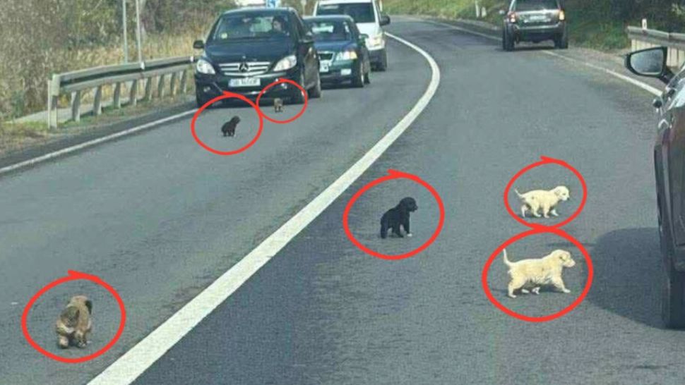 Zece cățeluși abandonați pe marginea DN14, salvați de o localnică. Poliția a deschis deja o anchetă pentru identificarea făptașului