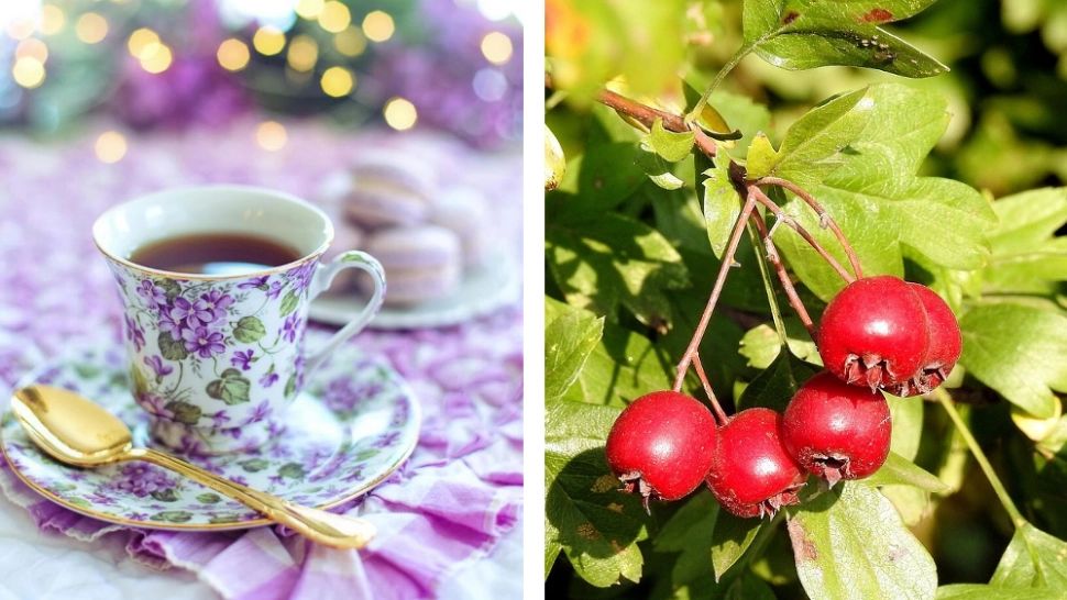 Ceaiul pentru "mângâierea sufletului". Este folosit în medicina tradițională pentru vindecarea stărilor de suferință