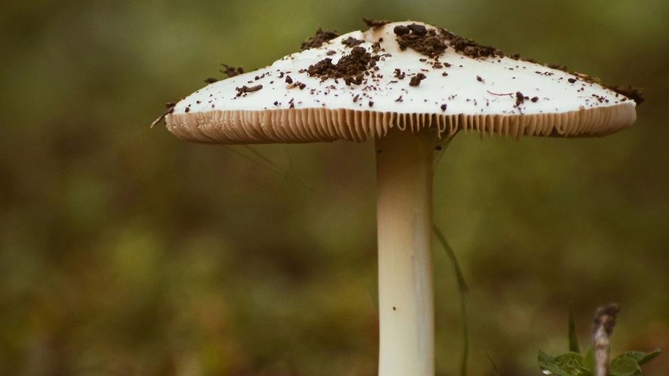 Cea mai periculoasă ciupercă din România! Seamănă cu cele comestibile. Cum o poți recunoaște