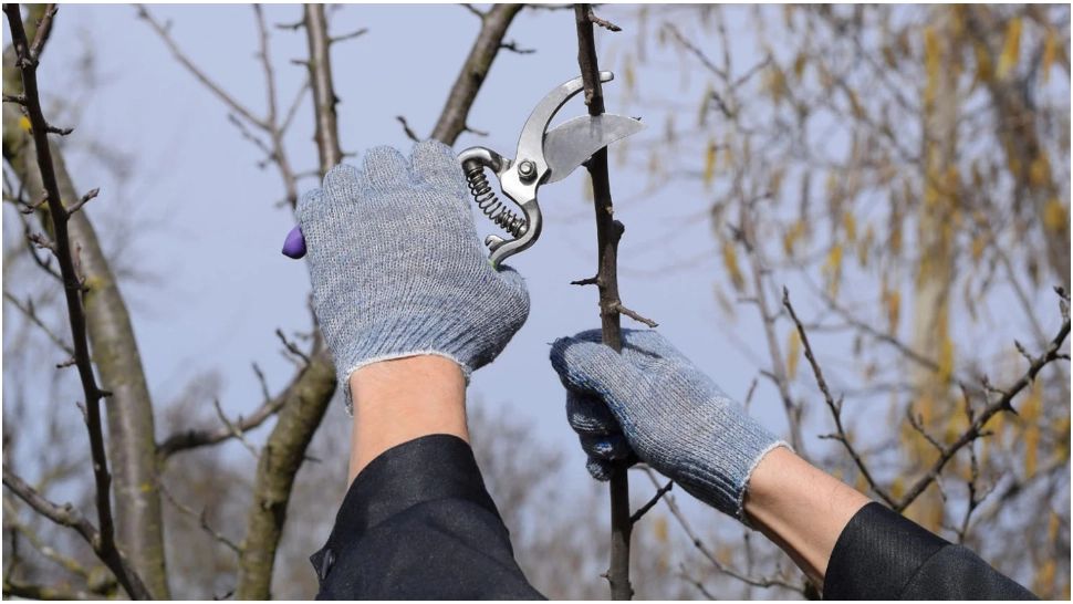 Ce amenzi riști dacă arunci crengile tăiate la gunoi. Ce impune legea, privind deșeurile vegetale