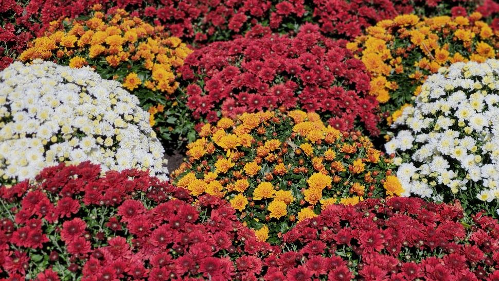 Cum trebuie îngrijite crizantemele, pentru a avea parte de flori frumoase până la venirea înghețului