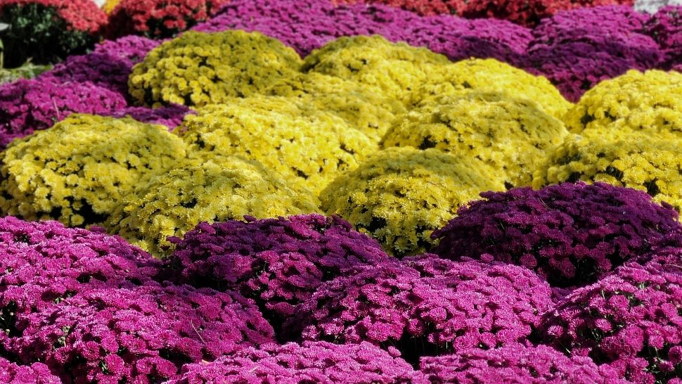 Ce trebuie să faci cu crizantemele pentru a avea flori frumoase până la venirea înghețului