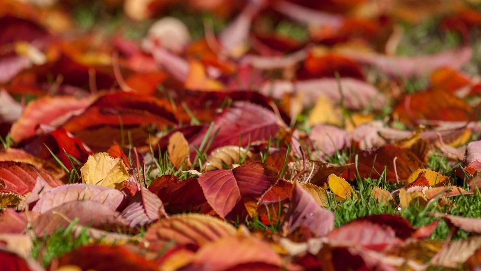 Ce amendă riști dacă dai foc la frunzele și crengile uscate toamna!