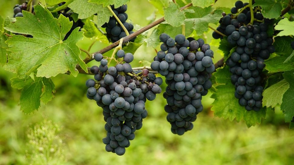 Țara unde strugurii se culeg pe întuneric, sub lumina lunii. Secretul vinurilor cu aromă intensă