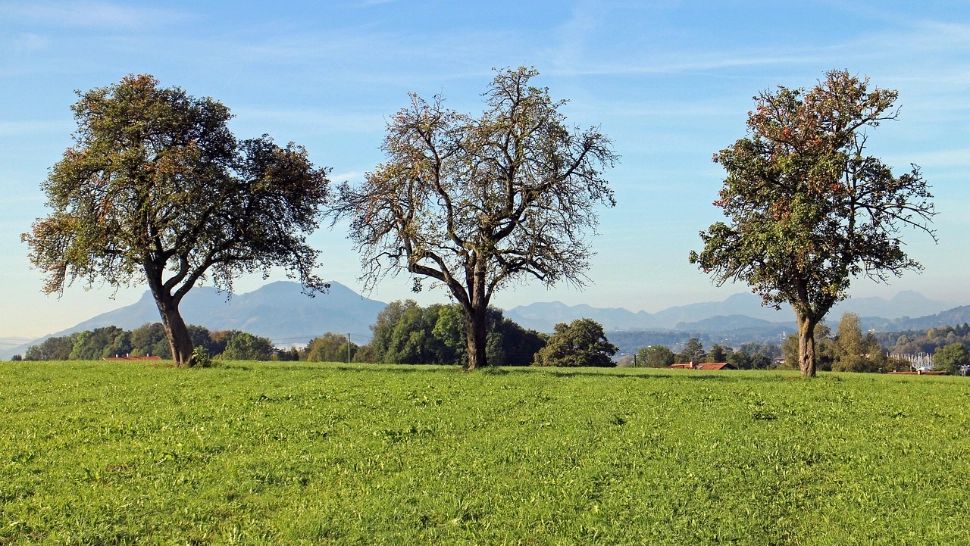 Cum se curăță corect pomii în luna octombrie: pașii esențiali pentru o înflorire bogată în primăvară