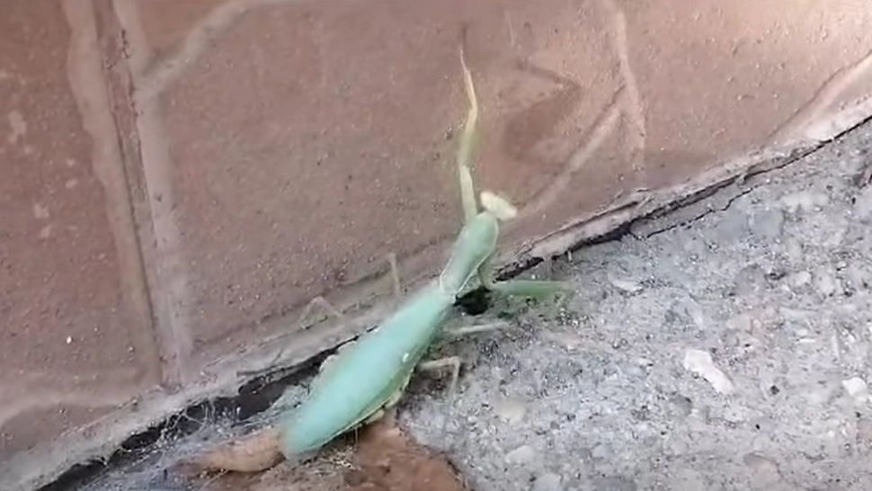 Insectele care se strecoară în case în această perioadă. Specialiștii ne recomandă să le lăsăm în pace: sunt cel mai bun insecticid natural