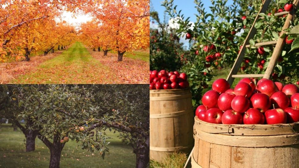 Pregătirea livezii pentru iarnă. Ce lucrări sunt obligatorii în luna octombrie ca să ai roade bogate și anul viitor 