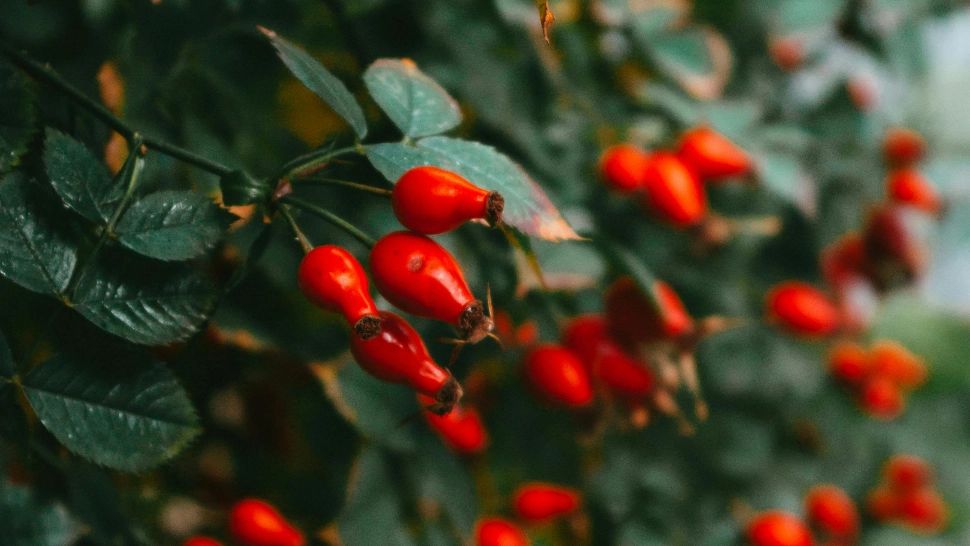 Fructele de toamnă, cele mai bogate în vitamina C. Se consumă sub formă de ceai și te protejează de răceală și gripă 