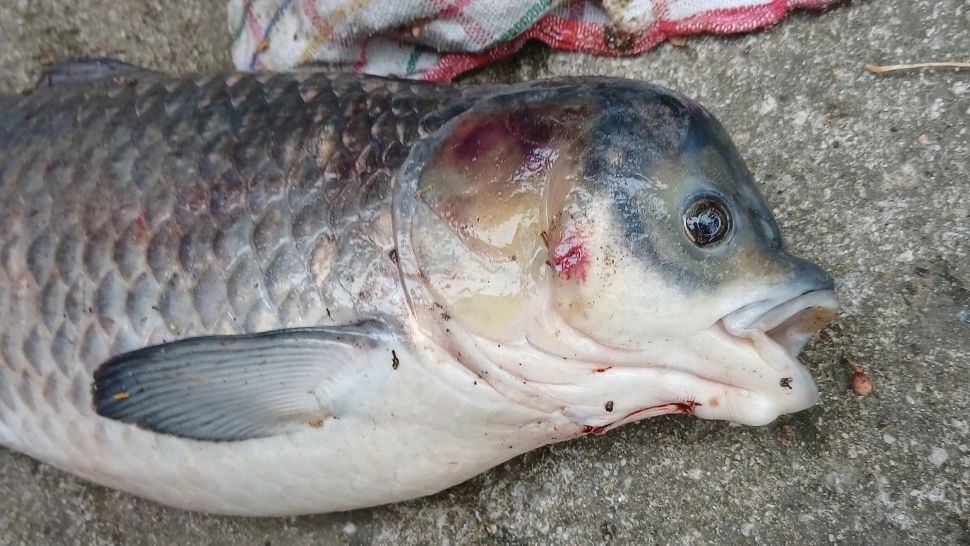 Creatură bizară scoasă din Dunăre. Un pescar a dat peste un pește cu cap umflat, cercetătorii bănuiesc o mutație genetică
